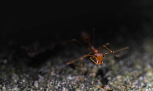 Close-up of red ant on field