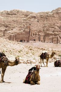 High angle view of a horse in a desert