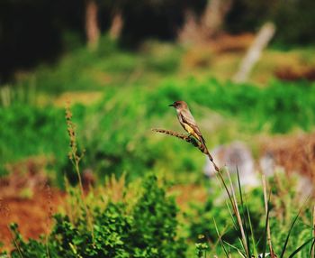 Close-up of plant growing on field