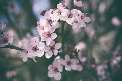 Close-up of pink cherry blossoms in spring