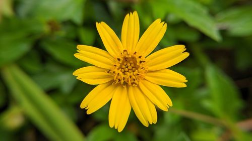 Close-up of yellow flower
