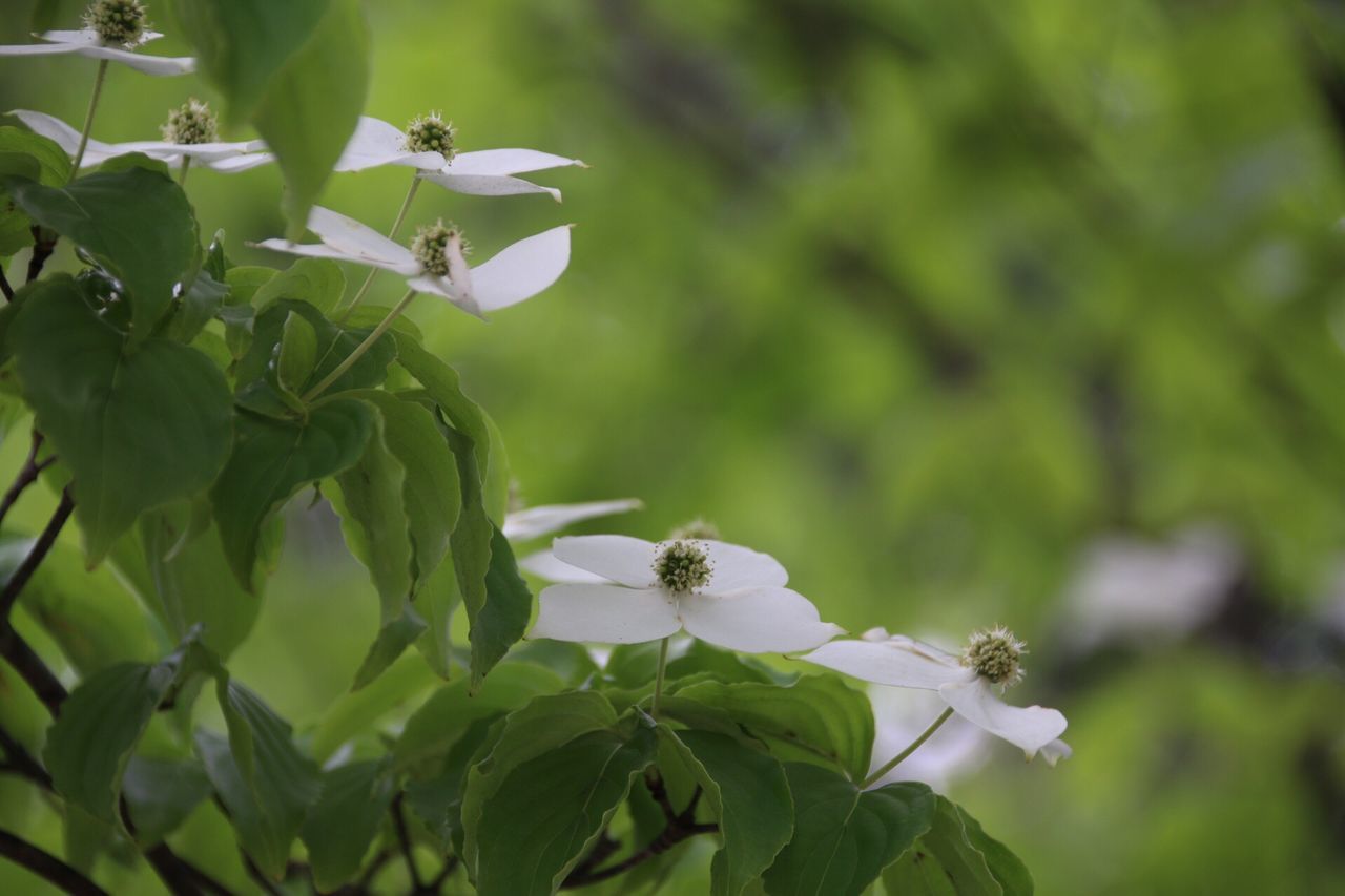 flower, growth, freshness, leaf, plant, fragility, beauty in nature, nature, focus on foreground, close-up, white color, petal, green color, blooming, flower head, bud, day, insect, no people, outdoors