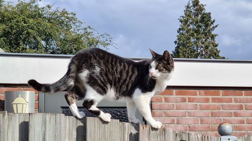 Cat looking away against wall
