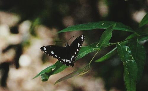 Close-up of butterfly on leaf