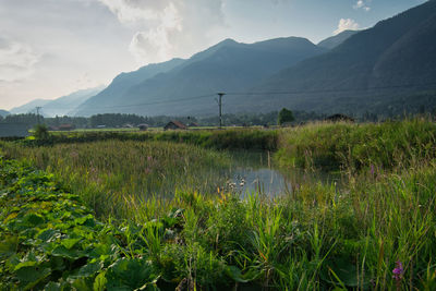 Scenic view of field against sky