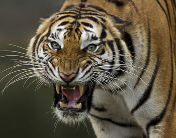 Close-up portrait of tiger roaring