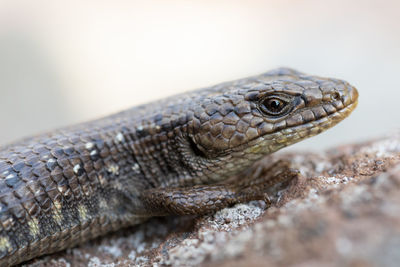 Close-up of lizard