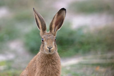 Close-up of rabbit