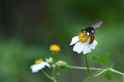 Close-up of butterfly pollinating on flower