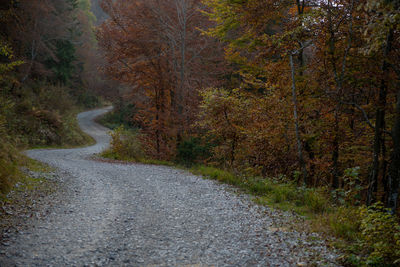 Road passing through forest