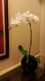 Close-up of potted plant on table at home