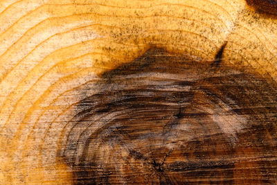 Macro shot of weathered wood