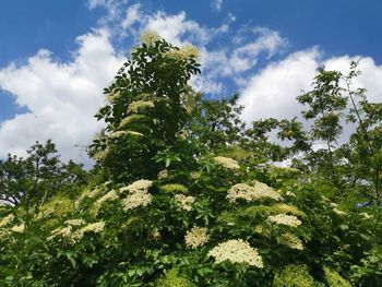 Low angle view of trees against sky