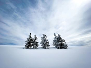 Minimalistic shot of five coniferous trees covered in snow during winter