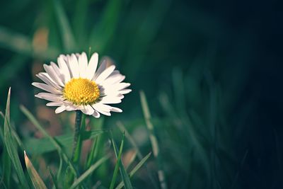 Close-up of white daisy flowers on field