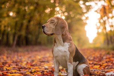 Dog looking away on field during autumn