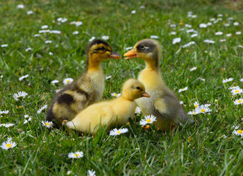 Ducks on grassy field