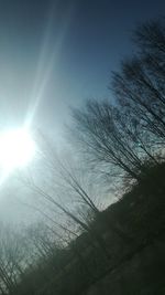 Low angle view of trees against clear sky