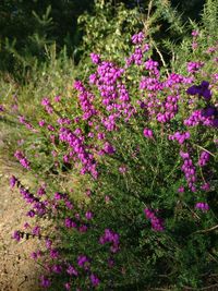 Pink flowering plants