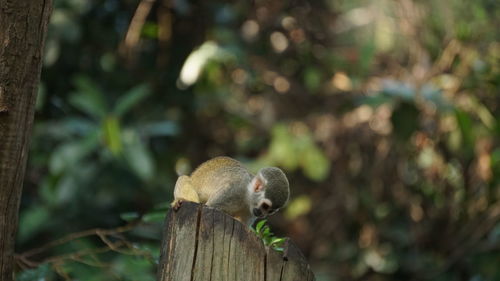 Close-up of squirrel on tree trunk