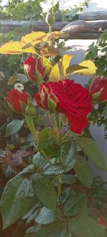 plant