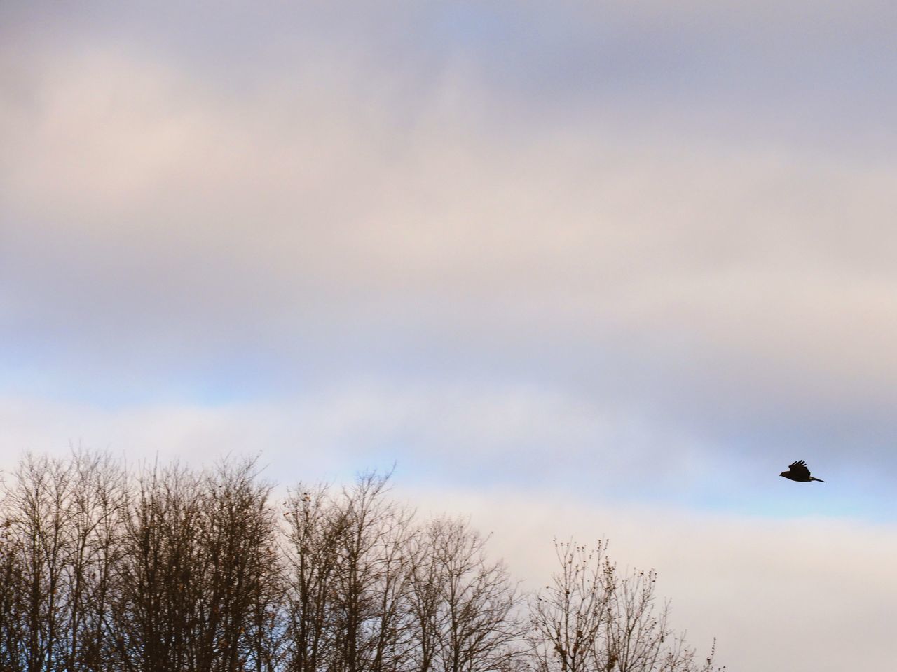 LOW ANGLE VIEW OF BIRDS FLYING AGAINST SKY