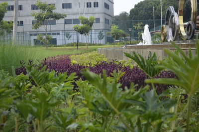 Close-up of purple flowering plants on field against building