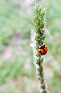 Close-up of ladybug on flower
