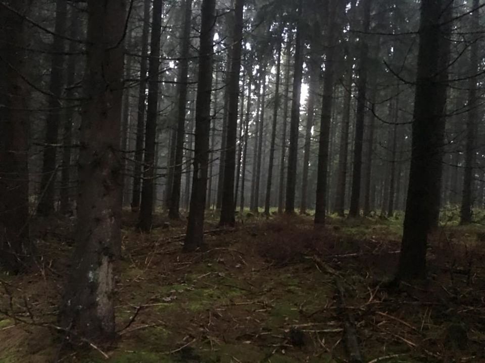 TREES ON FOREST