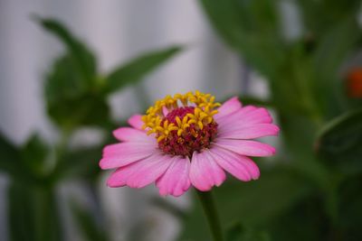 Close-up of flower blooming outdoors