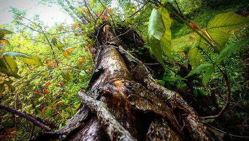 Close-up of lizard on tree in forest