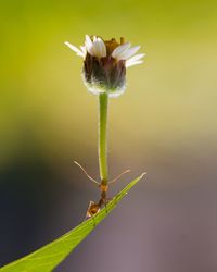 Close-up of insect on red flower