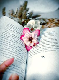Close-up of pink flower on book