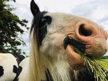 Close-up of a horse