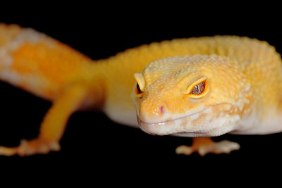 Close-up of lizard