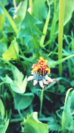 Close-up of yellow flower