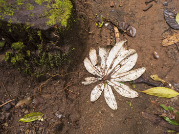 High angle view of flowering plant on land