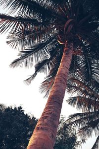 Low angle view of palm tree against clear sky