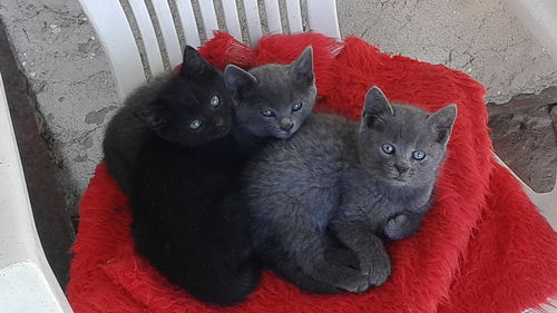 High angle portrait of black kitten