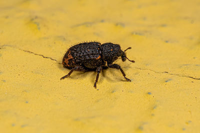 Close-up of insect