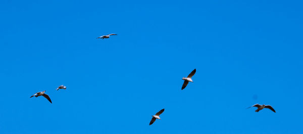 Low angle view of seagulls flying