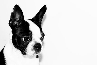 Portrait of dog against white background