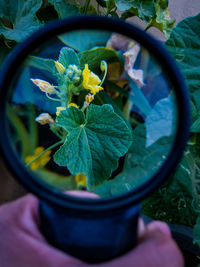 Close-up of potted plant