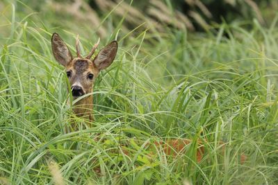 Portrait of deer on grass