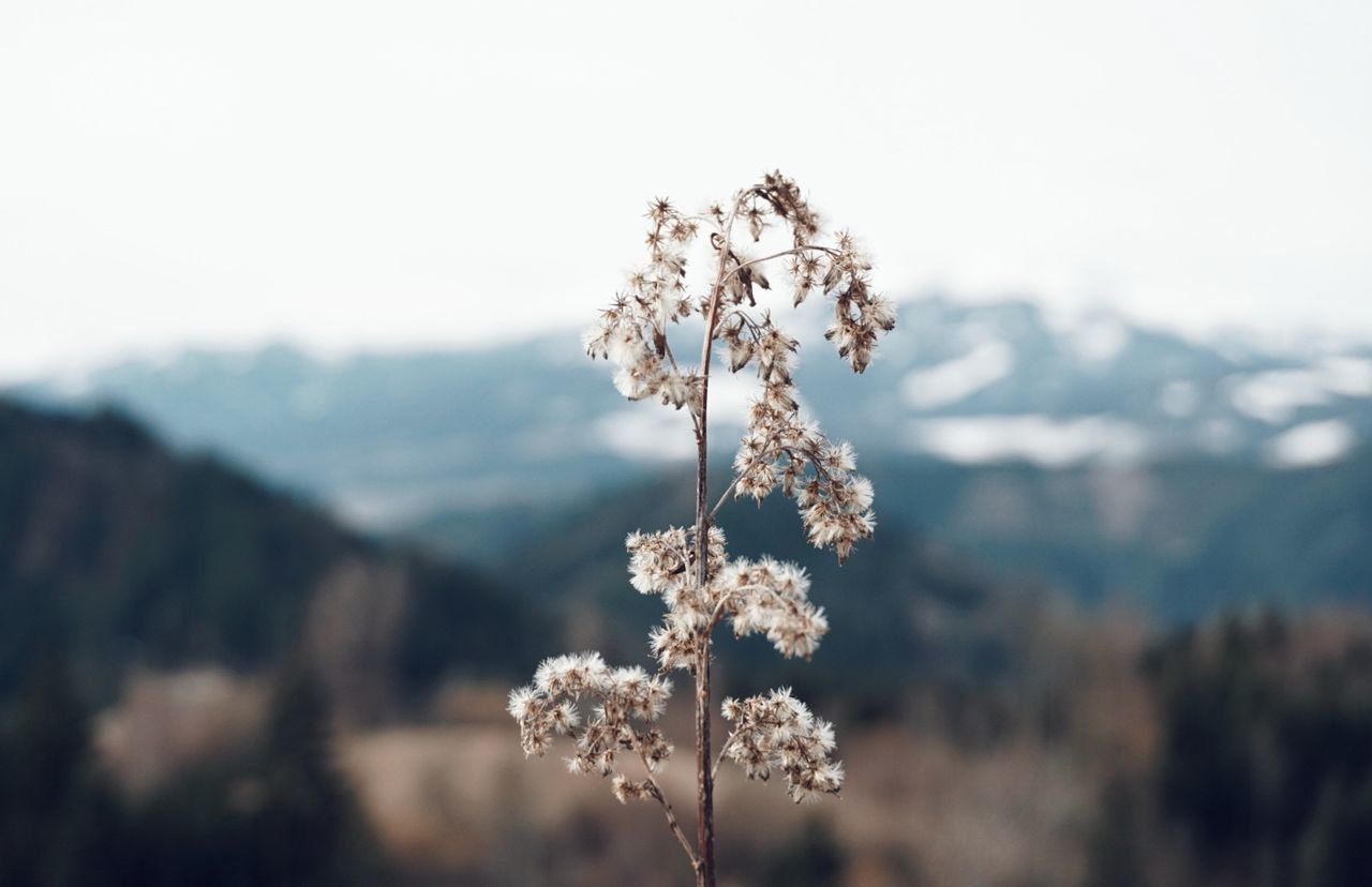 plant, beauty in nature, focus on foreground, growth, flower, flowering plant, tranquility, close-up, fragility, nature, day, no people, vulnerability, freshness, sky, outdoors, land, field, cold temperature, plant stem, flower head, cherry blossom