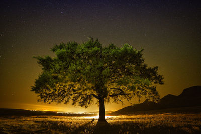 Trees on field against sky at night