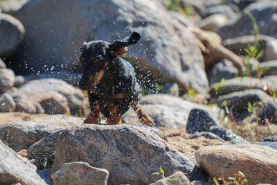 Dog splashing water on rock