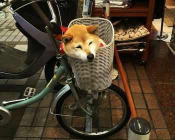 Close-up of a dog in bicycle basket