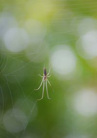 Close-up of spider on web