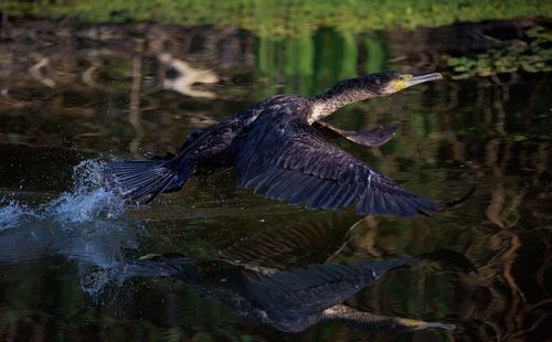 View of bird flying over lake